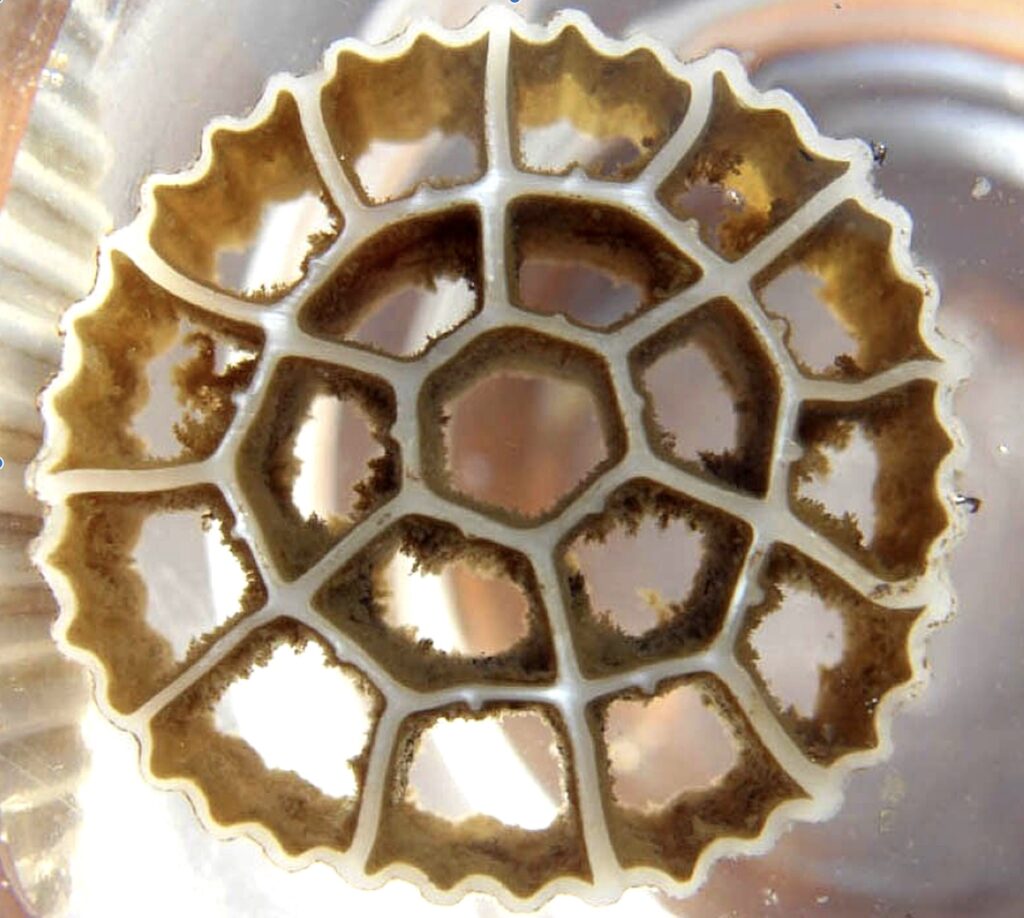 biofilm on MBBR media
